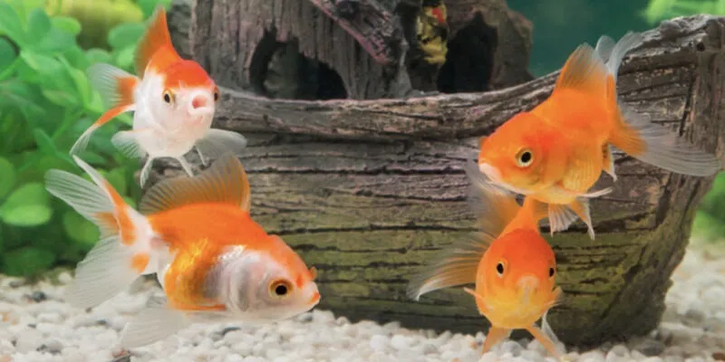 Nằm mơ thấy cá ngụ ý điều gì?