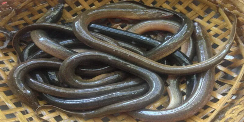 Ý nghĩa của những giấc mơ thấy lươn 